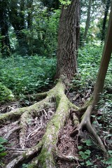 tree root