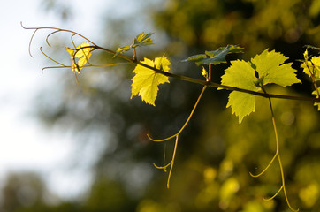 Young growing grapevine