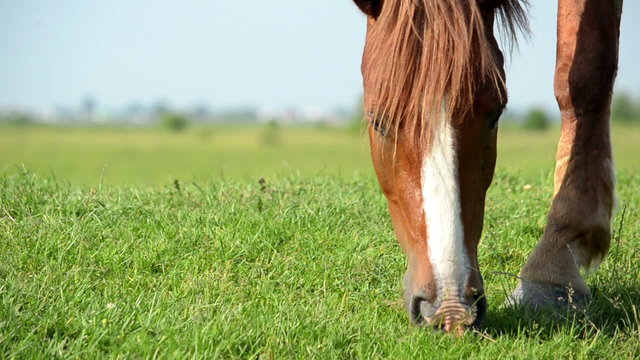 Muzzle horse nips on meadow green grass. Close up.
