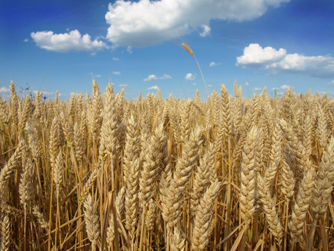 Golden wheat field with cloudy sky in background