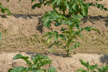 Potato plant