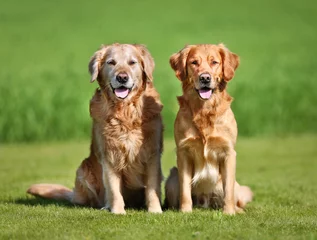 Fotobehang Two golden retriever dogs © Mikkel Bigandt