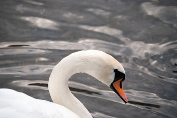 Cygne