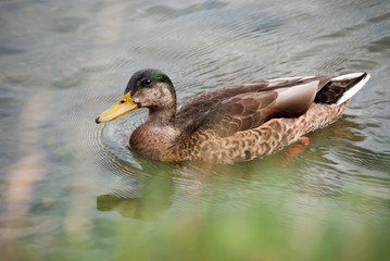 Canard