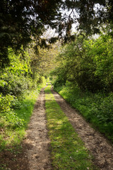 Fototapeta na wymiar pathway in woods