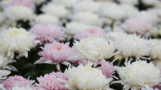 beautiful chrysanthemums flowers with wind blow