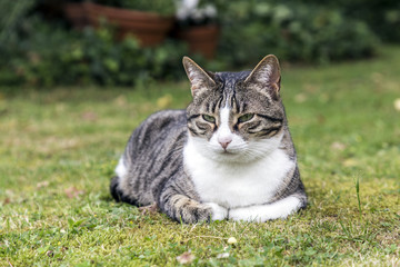 Cat lies on the grass