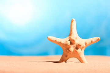 Fototapeta na wymiar Starfish on the clean golden sand