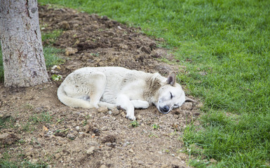 Naklejka na ściany i meble street dog sleeping on the grass