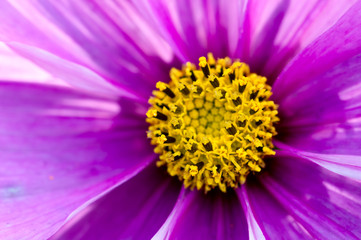 Plant, Asteraceae, Cosmos bipinnatus, Pink Flower, macro