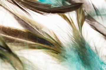 Color feathers