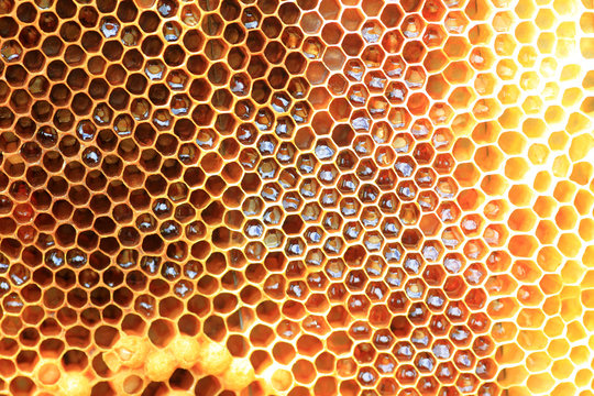 Honey Bee (Apis mellifera) nest in Japan 