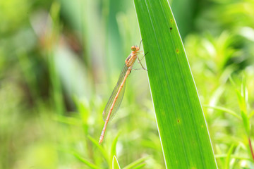 Emerald Damselfly (Lestes sponsa) in Japan