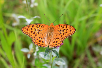 Fototapeta premium High Brown Fritillary (Fabriciana adippe) in Japan