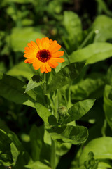 Calendula blooming in the garden.