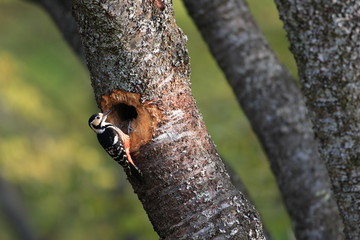 White-backed Woodpecker (Dendrocopos leucotos) nesting in Japan