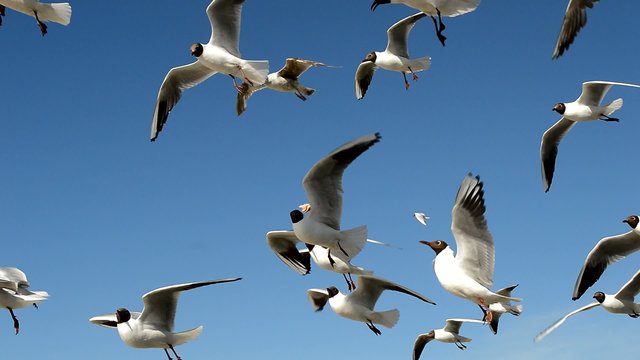 Flying seagulls over the blue sky