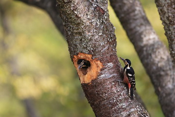 White-backed Woodpecker (Dendrocopos leucotos) nesting in Japan