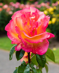 Colorful rose blooming plants