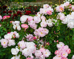 Colorful rose blooming plants
