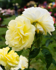 Colorful rose blooming plants