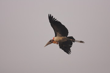 Greater adjutant stork (Leptoptilos dubius) in India　