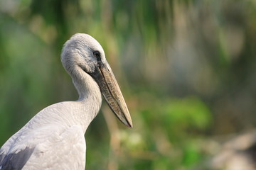 Asian Openbill Stork (Anastomus oscitans) in Thailand 