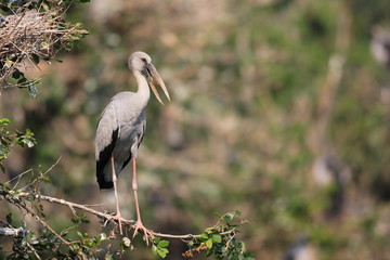 Asian Openbill Stork (Anastomus oscitans) in Thailand 