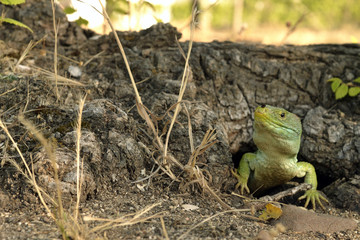 Lagarto en Mayo