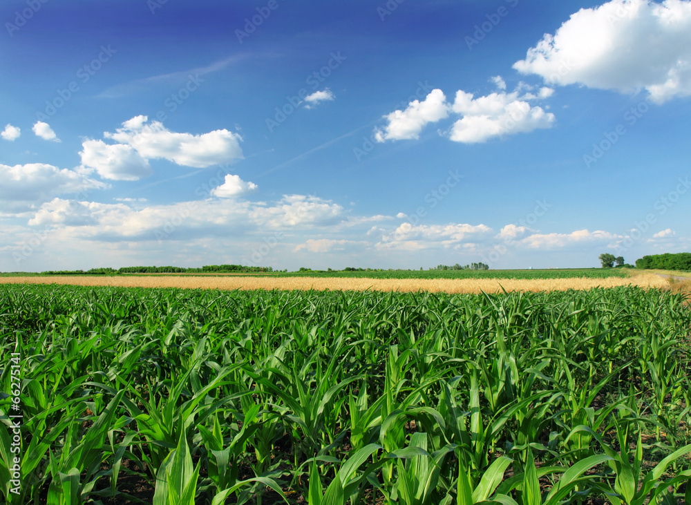 Canvas Prints corn field