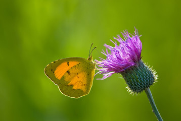 Sleepy Orange butterfly (Eurema nicippe) on Thistle, backlit © leekris