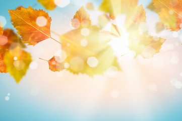 Obraz premium Autumn background
