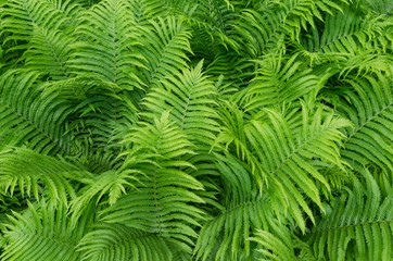 Ferns in the Garden.