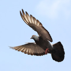 dove