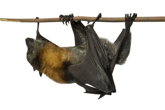 Fruit bat (flying fox) upside down on white background.