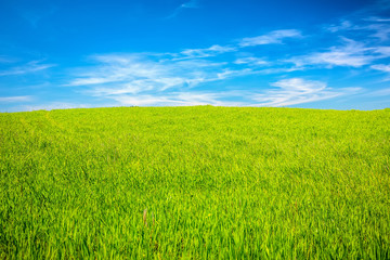 Green field under blue sky