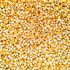 Corn seeds bakcground