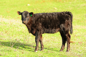 Fototapeta premium Black Angus Cross