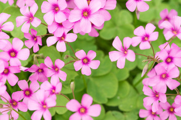 oxalis blooming