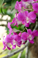 Naklejka na ściany i meble Pink orchids in nature