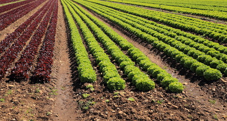 lignes de culture de salades