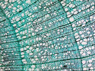 Pine Wood micrograph