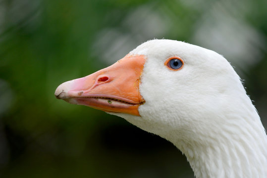 Hausgans