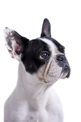 white and black french bulldog profile