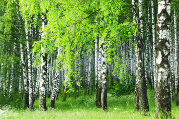 birch forest - 66282378