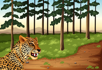 A leopard at the forest