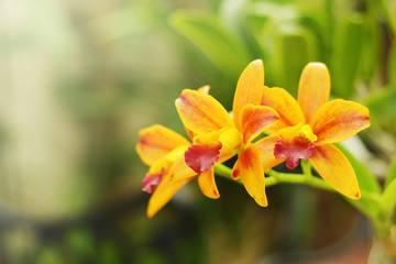 Fototapeta premium close up yellow Cattleya orchid with green garden background