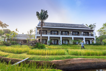 Green rice field in the villa,Thailand