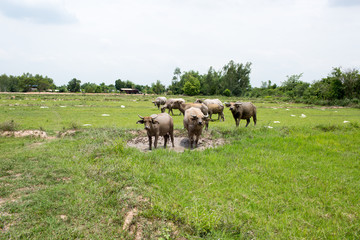Group of buffaloes on the green field
