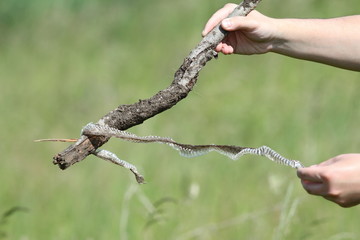 biologist holding snake skin